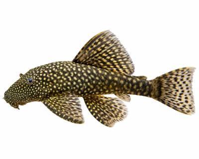 Bristlenose